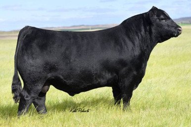 Angus Semen For Sale:  SB10-4508