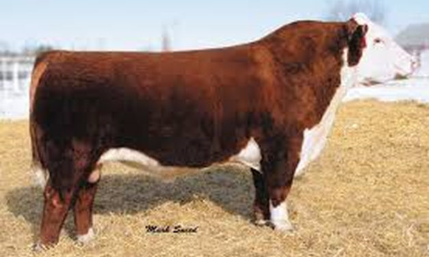 Hereford Semen For Sale:  SB10-4521