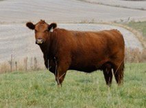 Red Angus Embryos For Sale:  SB10-4526