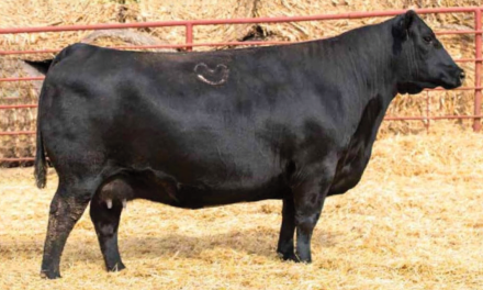 Angus Embryos For Sale:  SB10-4731