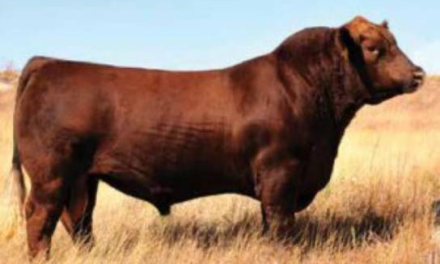 Red Angus Semen For Sale:  SB10-4532