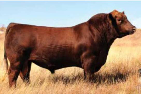 Red Angus Semen For Sale:  SB10-4532