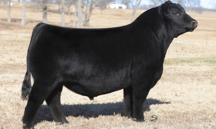 Angus Semen For Sale:  SB10-4581