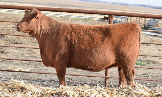 Red Angus Embryos For Sale:  SB10-4601