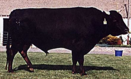Wagyu Semen For Sale:  SB10-4556