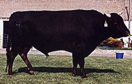 Wagyu Semen For Sale:  SB10-4556