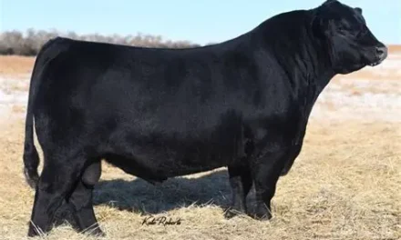 Angus Semen For Sale:  SB10-4544