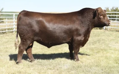 Red Angus Semen For Sale:  SB10-4780