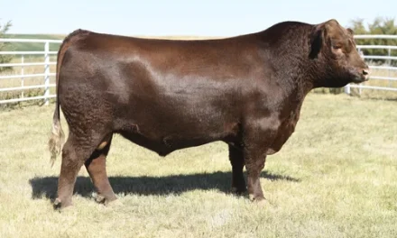 Red Angus Semen For Sale:  SB10-4780