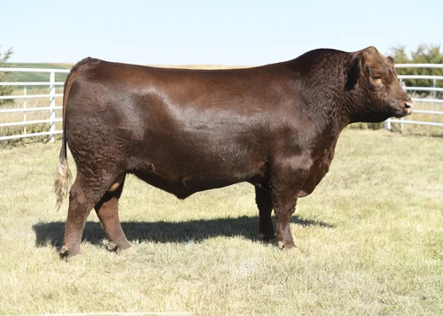 Red Angus Semen For Sale:  SB10-4780