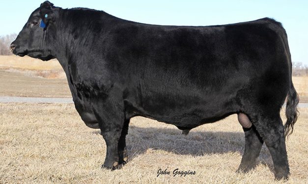 Angus Semen For Sale:  SB10-4602