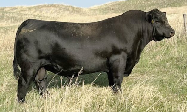 Angus Semen For Sale:  SB10-4564