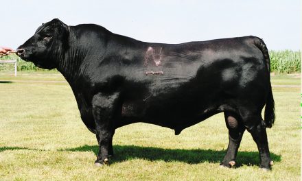 Angus Semen For Sale:  SB10-4593
