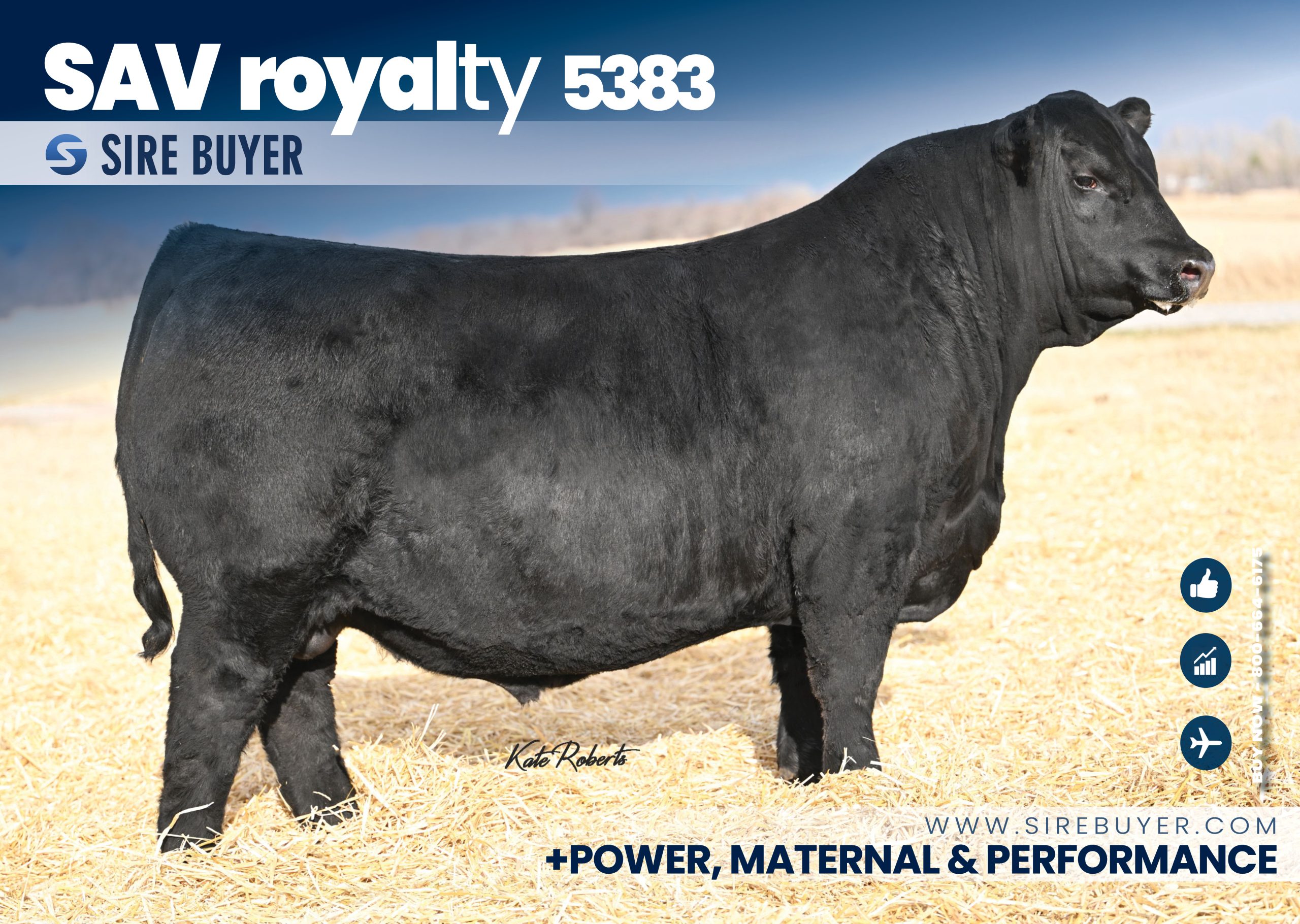Newly Added Sires - Social Media - sav royalty 5383
