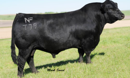Simmental Semen For Sale:  SB10-4552