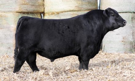 Angus Semen For Sale:  SB10-4589