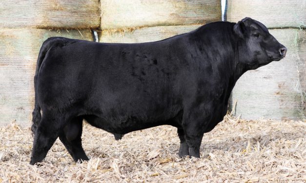 Angus Semen For Sale:  SB10-4589
