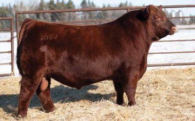 Red Angus Semen For Sale:  SB10-4597
