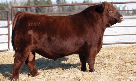 Red Angus Semen For Sale:  SB10-4597