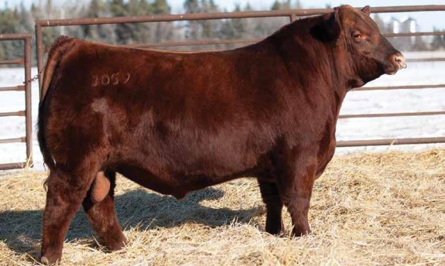 Red Angus Semen For Sale:  SB10-4597