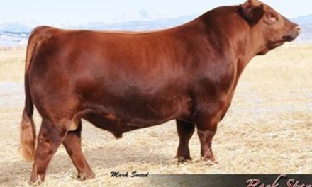 Red Angus Semen For Sale:  SB10-4531