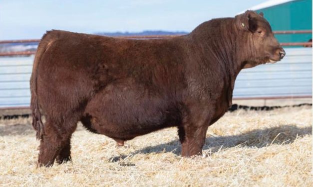 Red Angus Semen For Sale:  SB10-4591