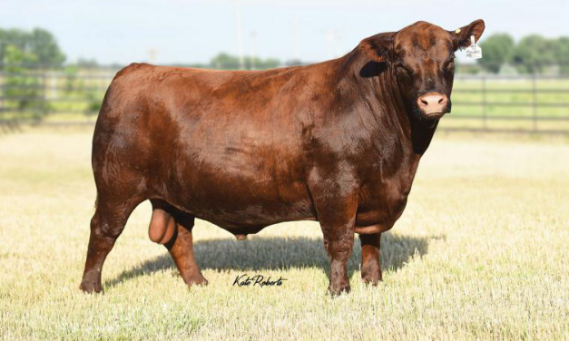 Red Angus Semen For Sale:  SB10-4547