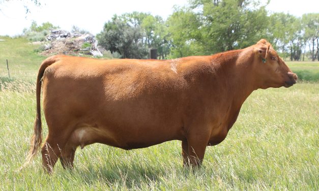 Red Angus Embryos For Sale:  SB10-4600