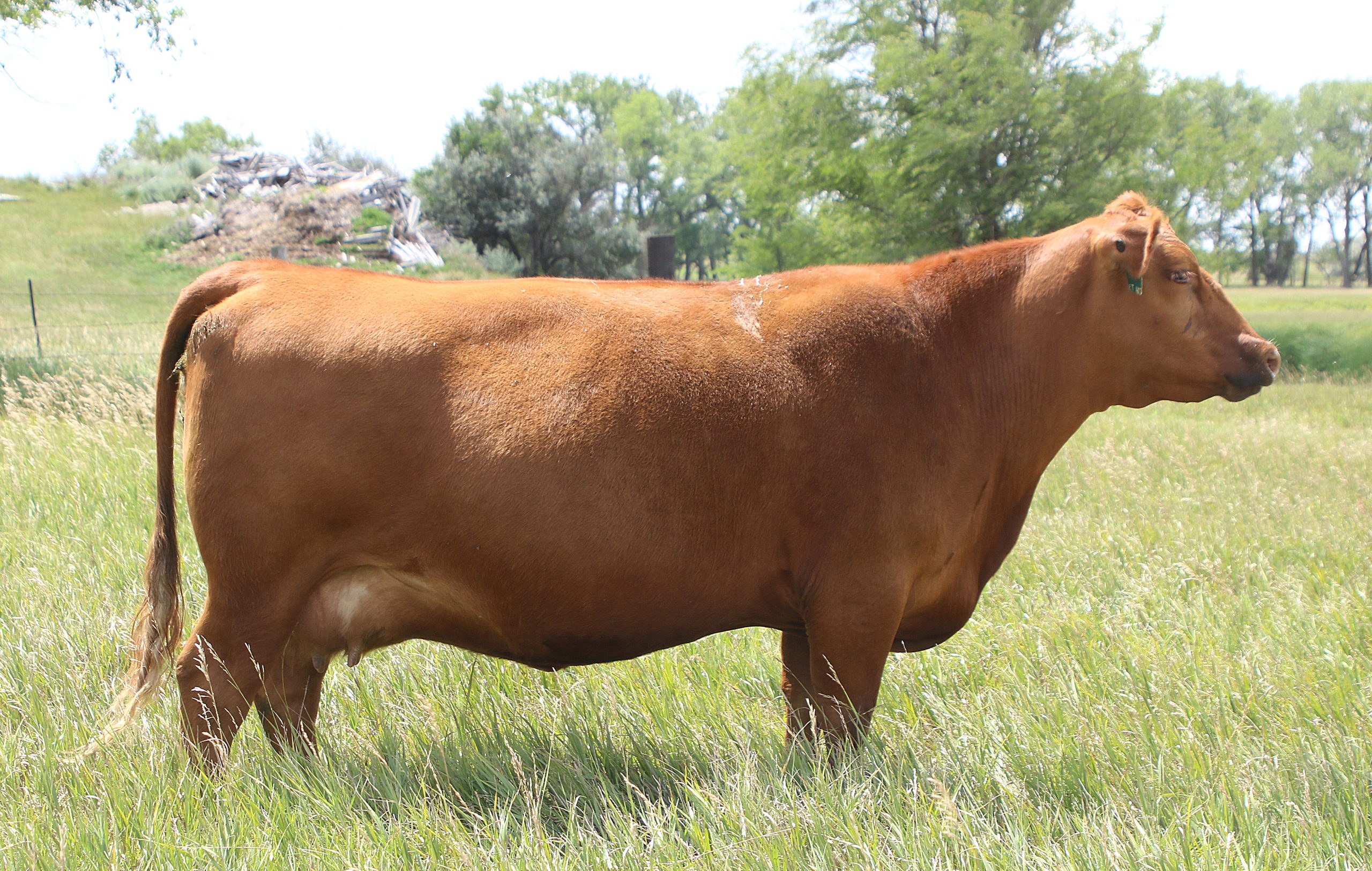 Rreds Primrose 420B