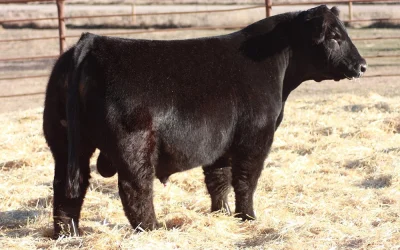 Simmental Semen For Sale:  SB10-4569