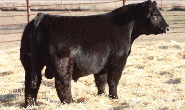 Simmental Semen For Sale:  SB10-4569