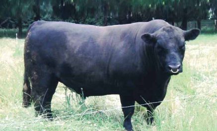 Lowline Angus Semen For Sale:  SB10-4594