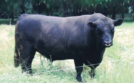 Lowline Angus Semen For Sale:  SB10-4594