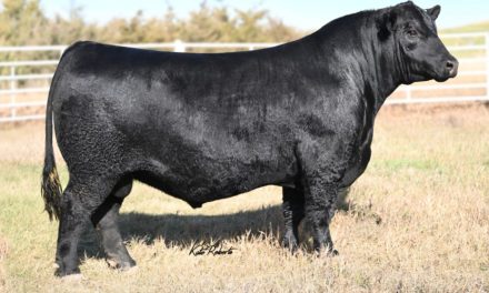 Angus Semen For Sale:  SB10-4665