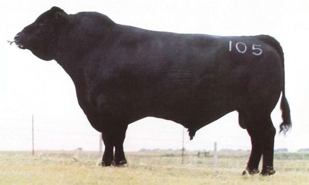 Angus Semen For Sale:  SB10-4650