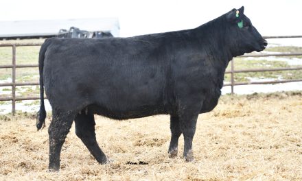 Angus Embryos For Sale:  SB10-4629