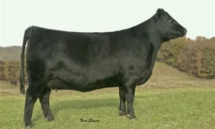 Angus Embryos For Sale:  SB10-4653