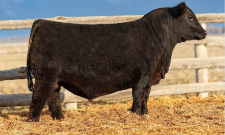 Angus Semen For Sale:  SB10-4621