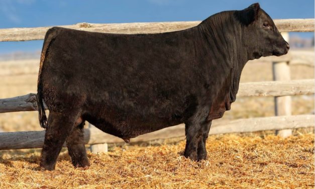 Angus Semen For Sale:  SB10-4621