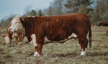 Miniature Hereford Embryos For Sale:  SB10-4627