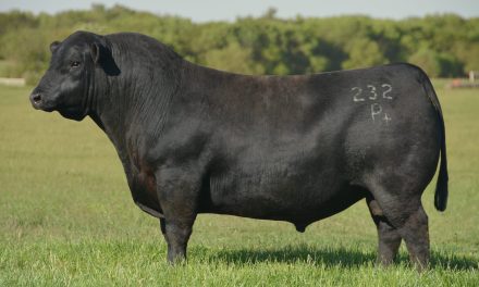 Angus Semen For Sale:  SB10-4649