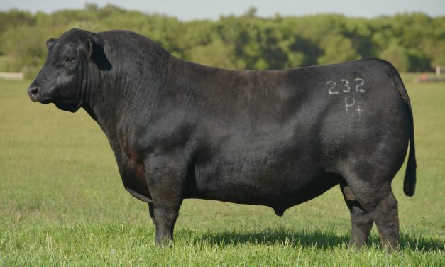 Angus Semen For Sale:  SB10-4649