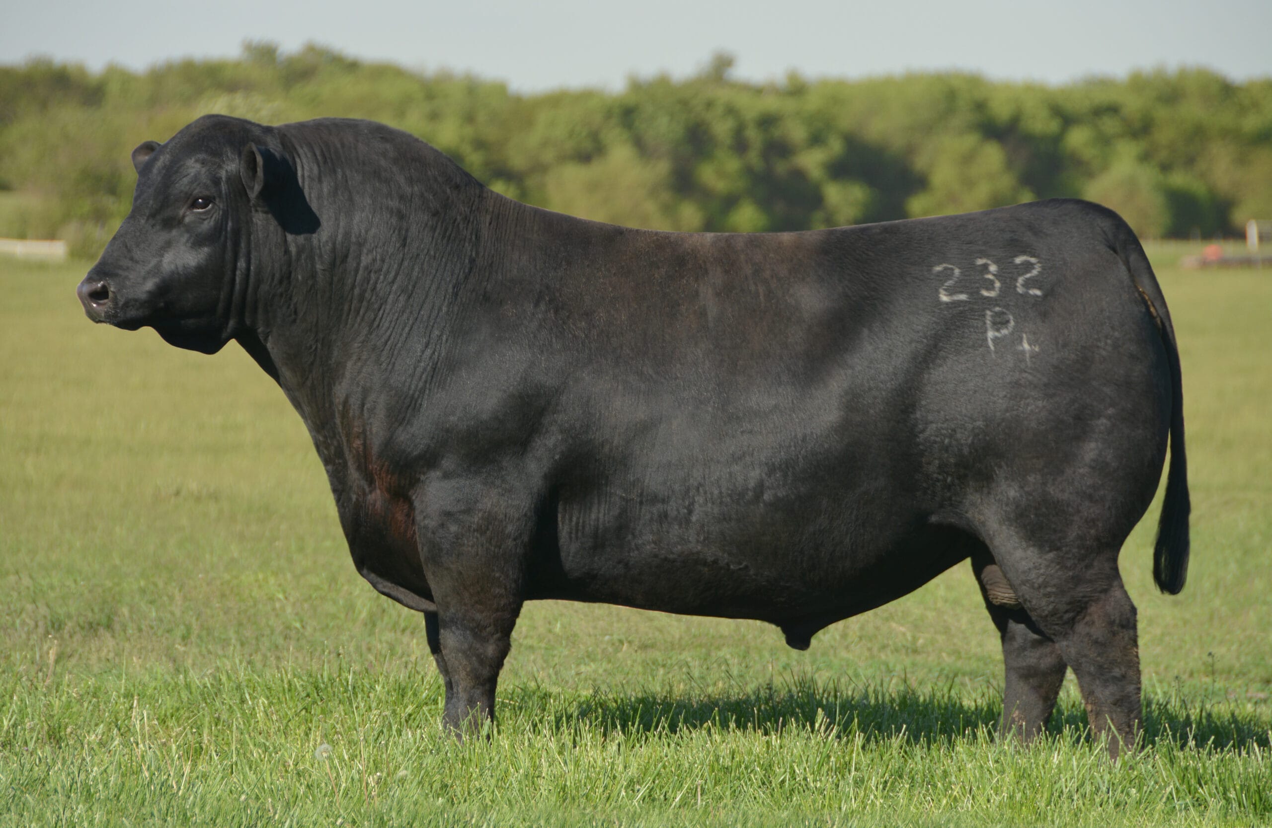 Duff Napoleon 232