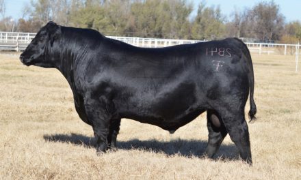 Angus Semen For Sale:  SB10-4656