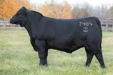 Angus Embryos For Sale:  SB10-4611