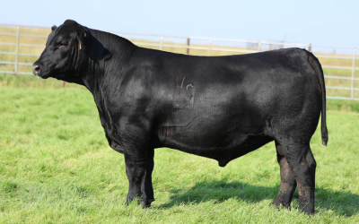 Angus Semen For Sale:  SB10-4618