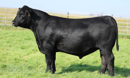 Angus Semen For Sale:  SB10-4618