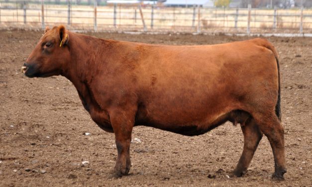 Red Angus Embryos For Sale: SB10-4610