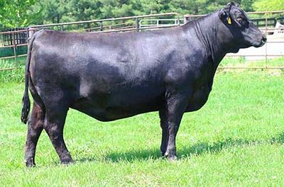 Angus Embryos For Sale:  SB10-4615