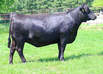 Angus Embryos For Sale:  SB10-4615